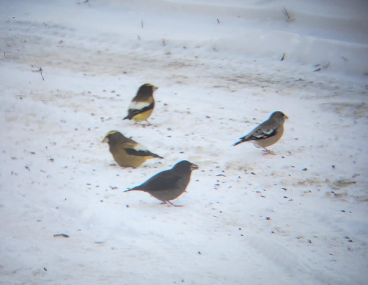 Evening Grosbeak - ML646083547