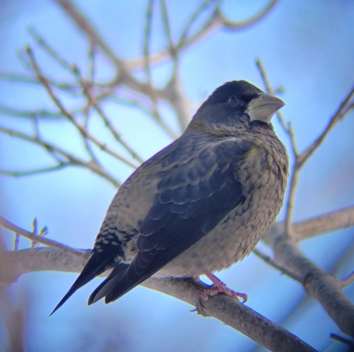 Evening Grosbeak - ML646083548