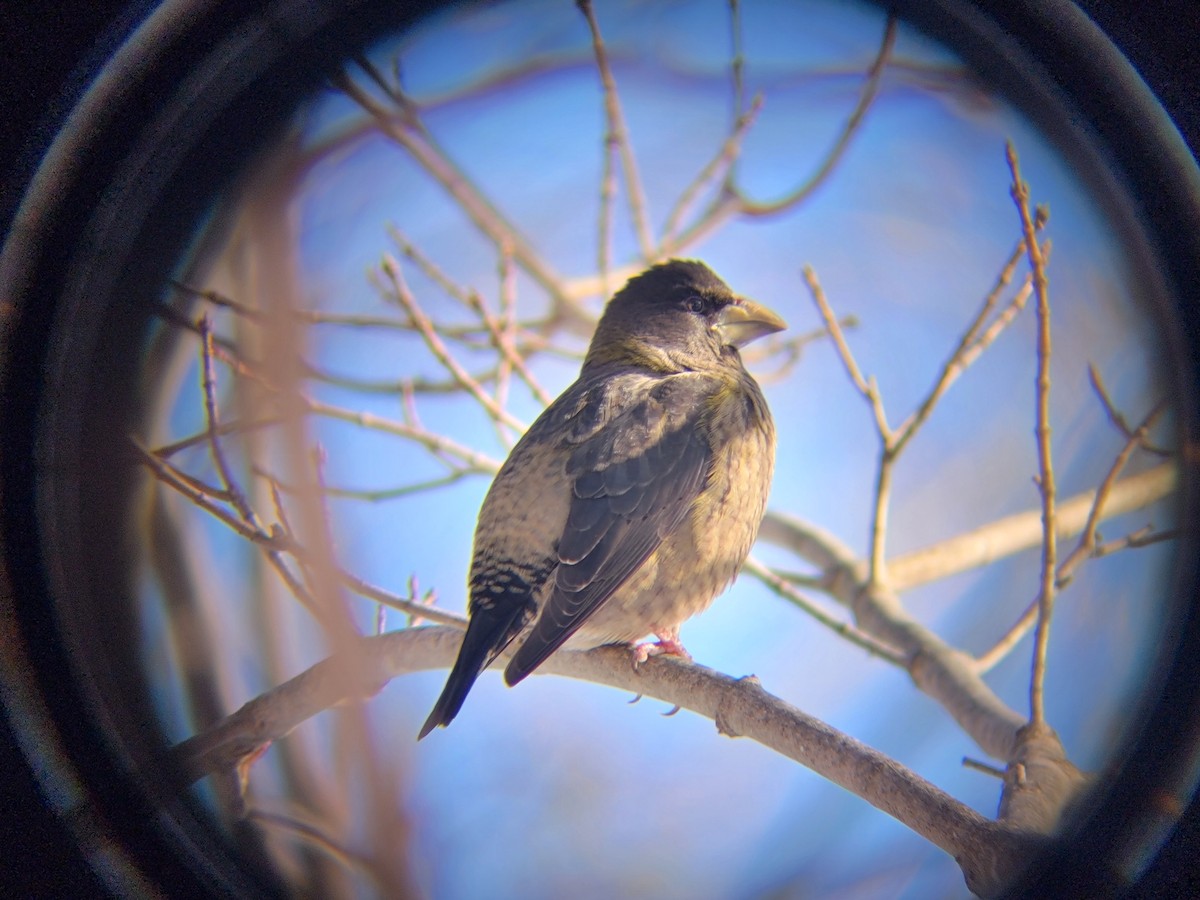 Evening Grosbeak - ML646083549