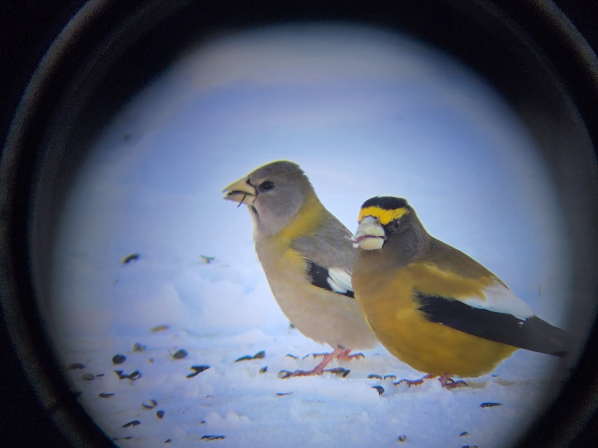 Evening Grosbeak - ML646083550