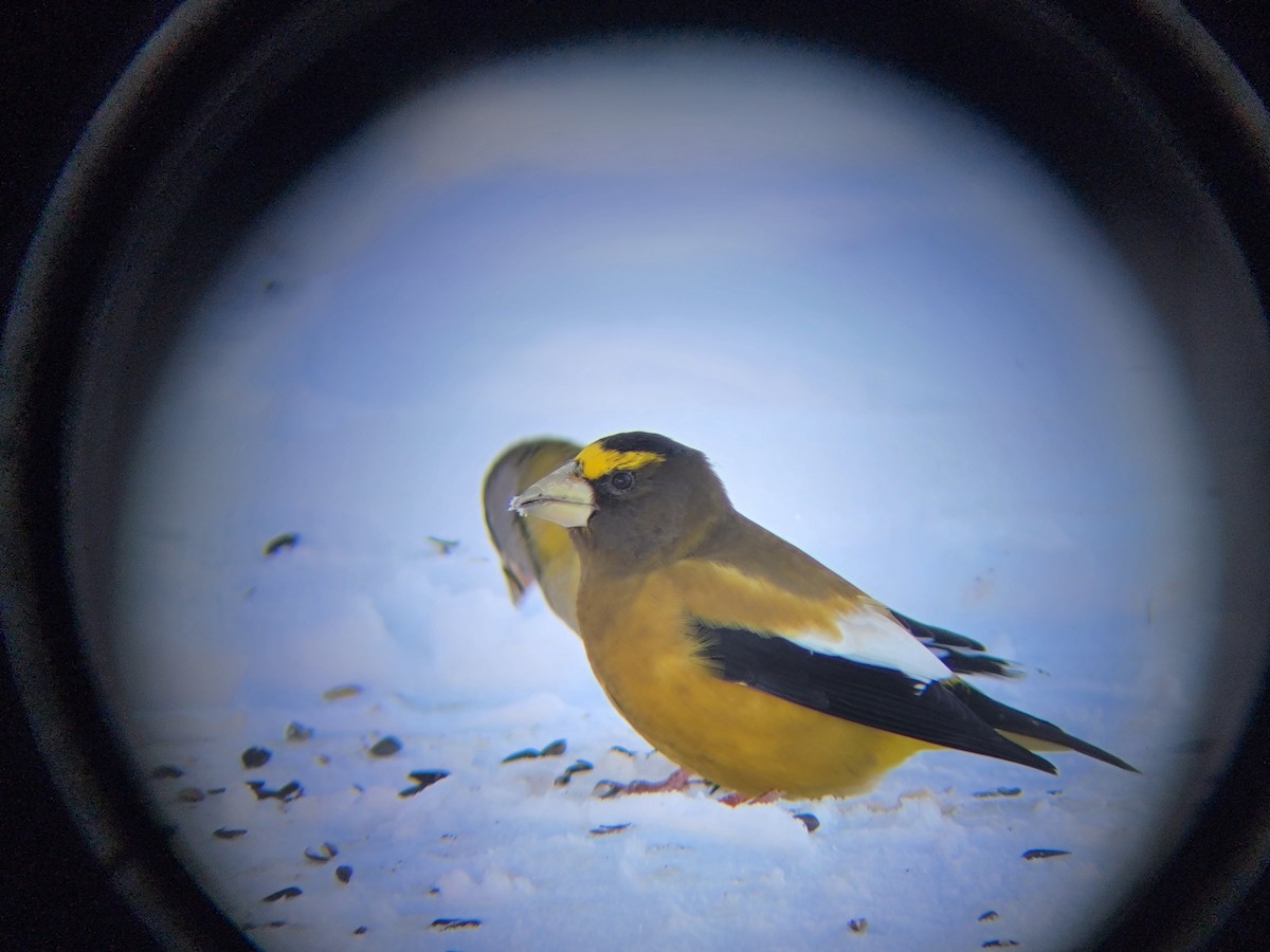 Evening Grosbeak - ML646083551