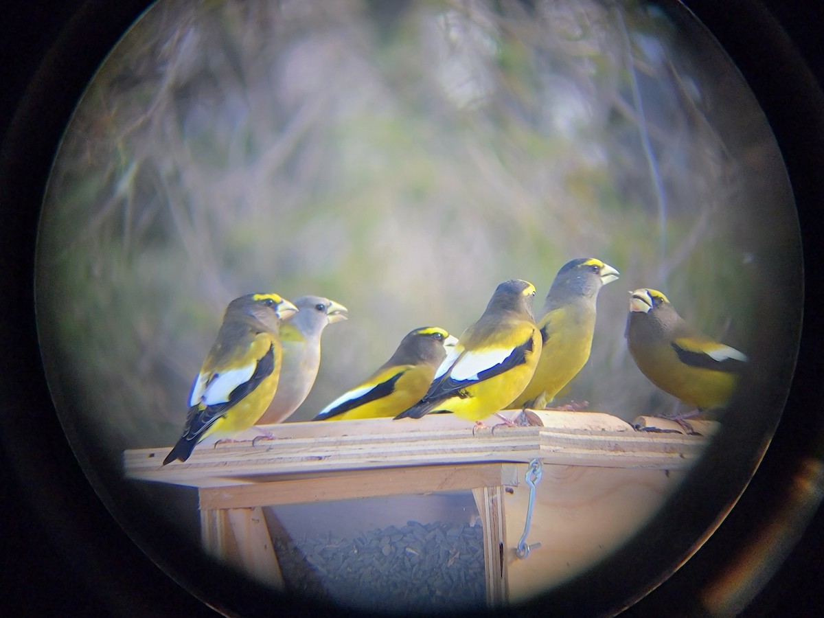 Evening Grosbeak - ML646083552