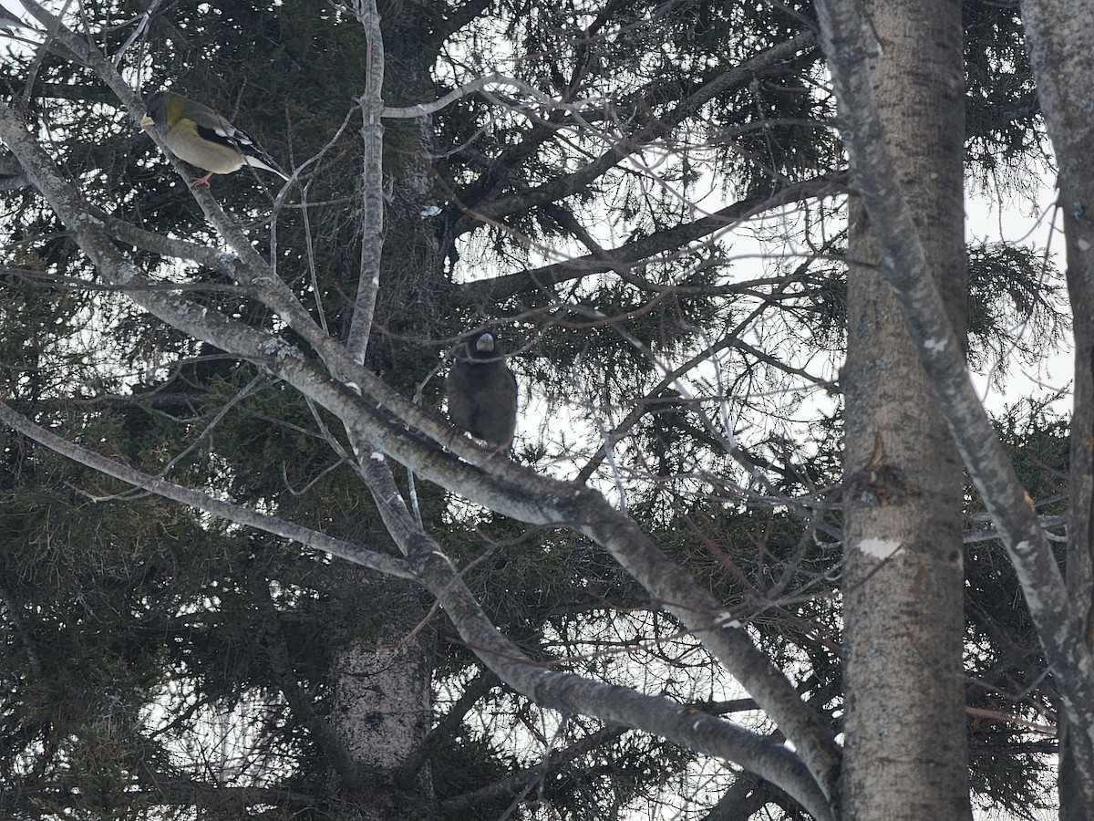 Evening Grosbeak - ML646083553