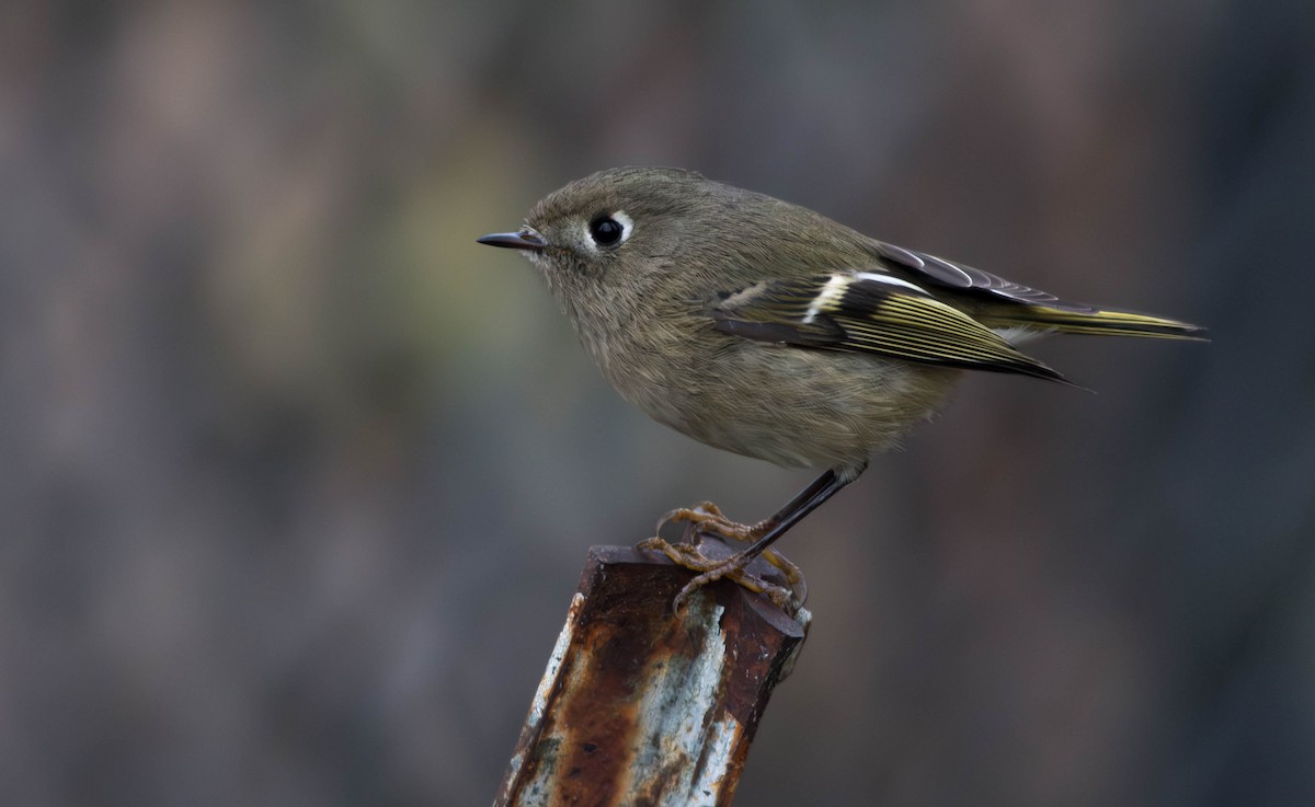 Ruby-crowned Kinglet - ML646083561