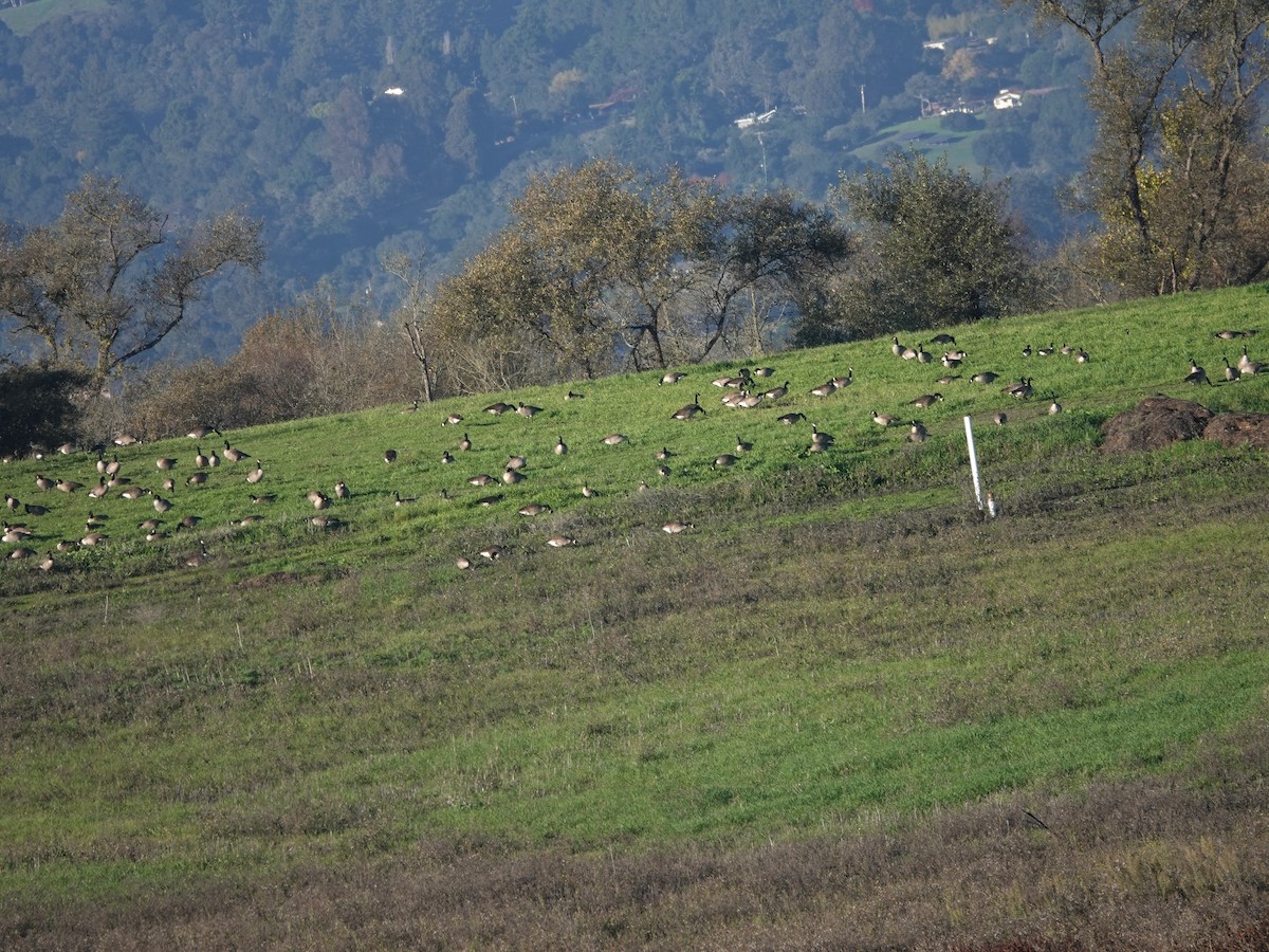 ברנטה קנדית - ML646083562