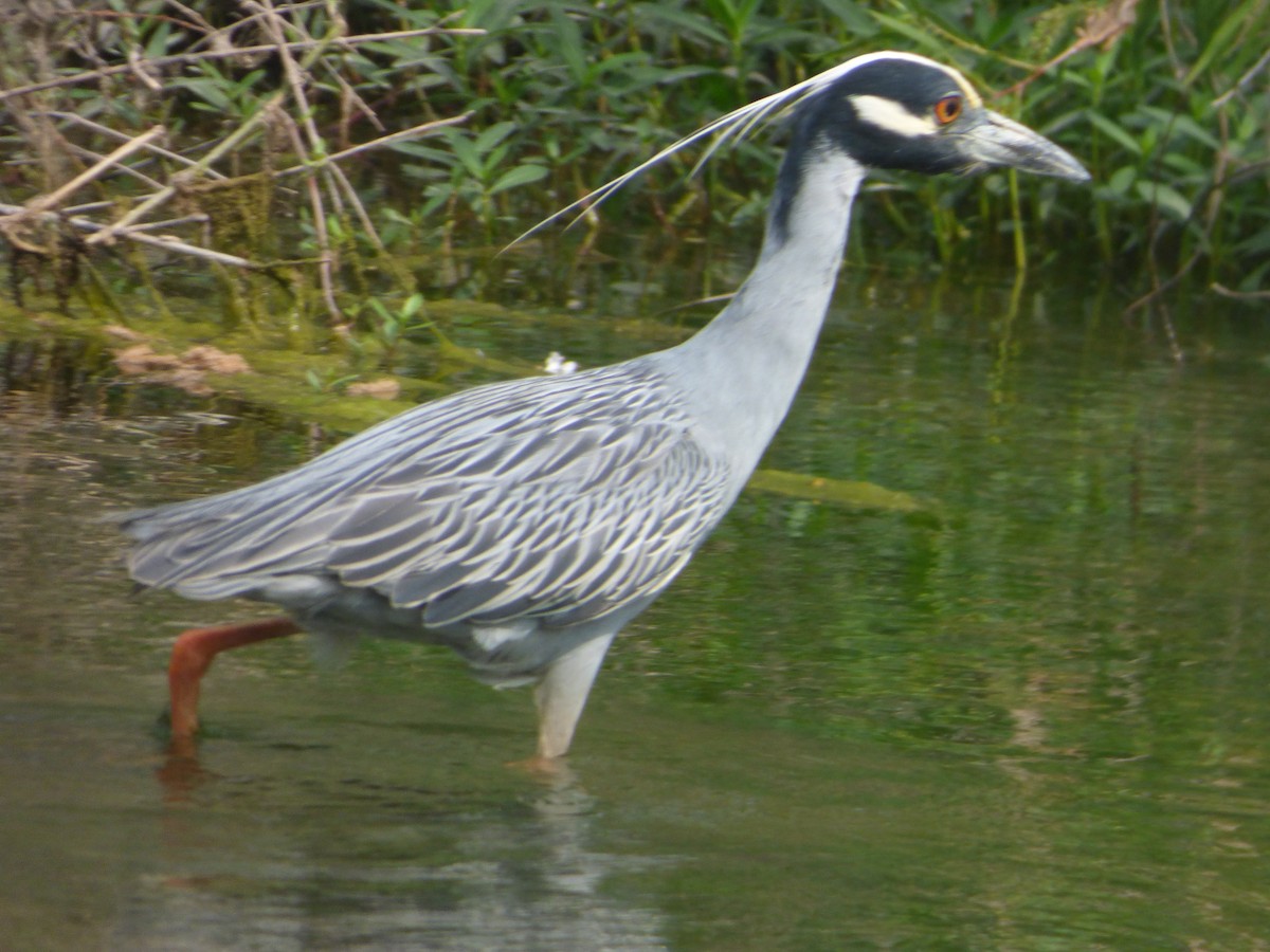 אנפת לילה צהובת-כיפה - ML646083563