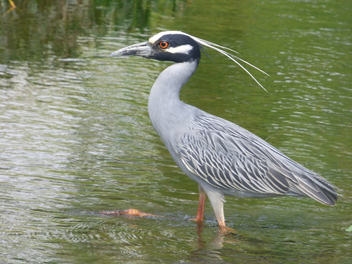 אנפת לילה צהובת-כיפה - ML646083564
