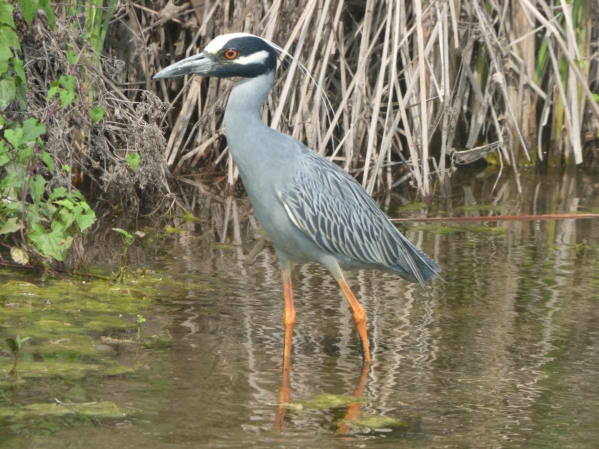 אנפת לילה צהובת-כיפה - ML646083565