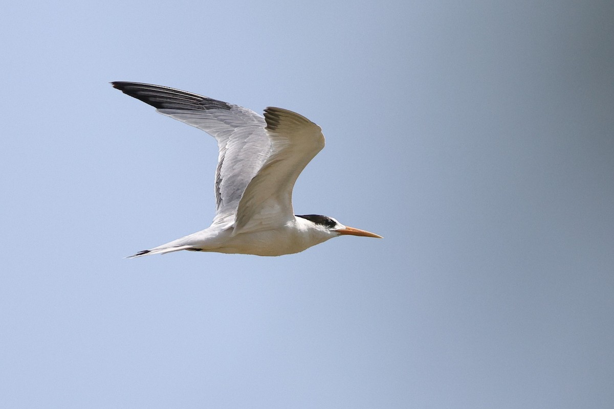 Elegant Tern - ML646083566