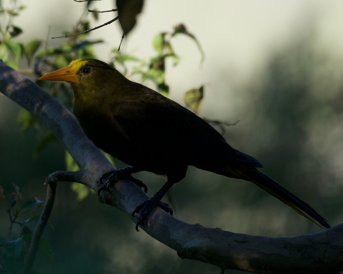 Russet-backed Oropendola - ML646083567