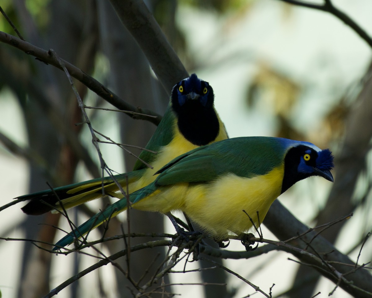 Inkablaurabe - ML646083570