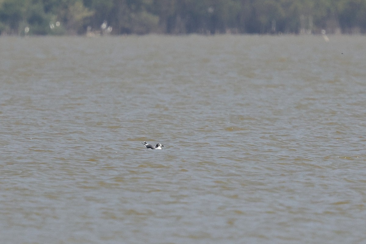 Franklin's Gull - ML646083572