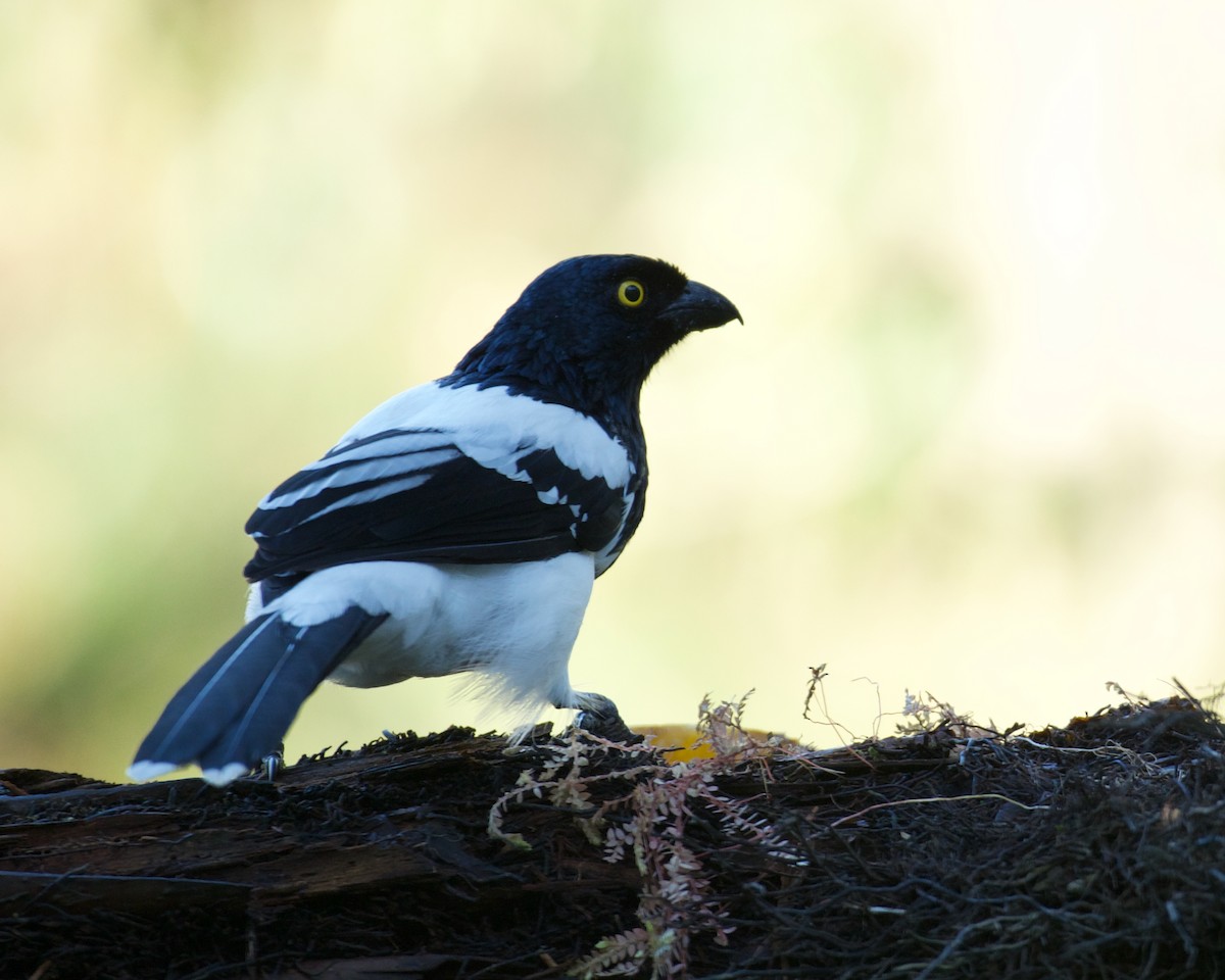 Magpie Tanager - ML646083574