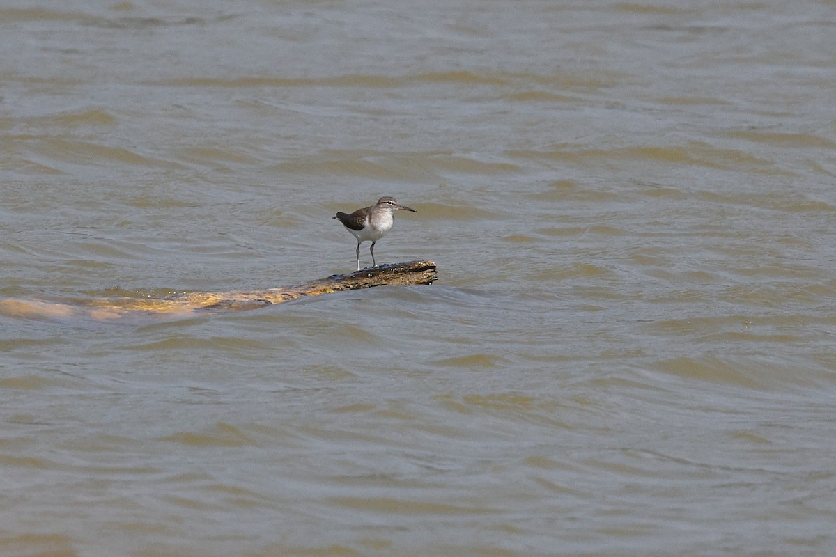 Spotted Sandpiper - ML646083575