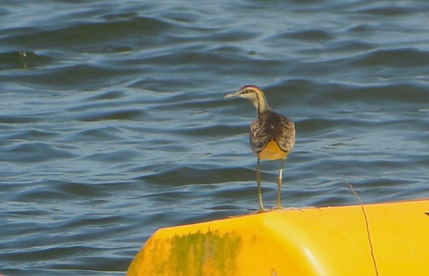 Sülün Kuyruklu Jakana - ML646083577