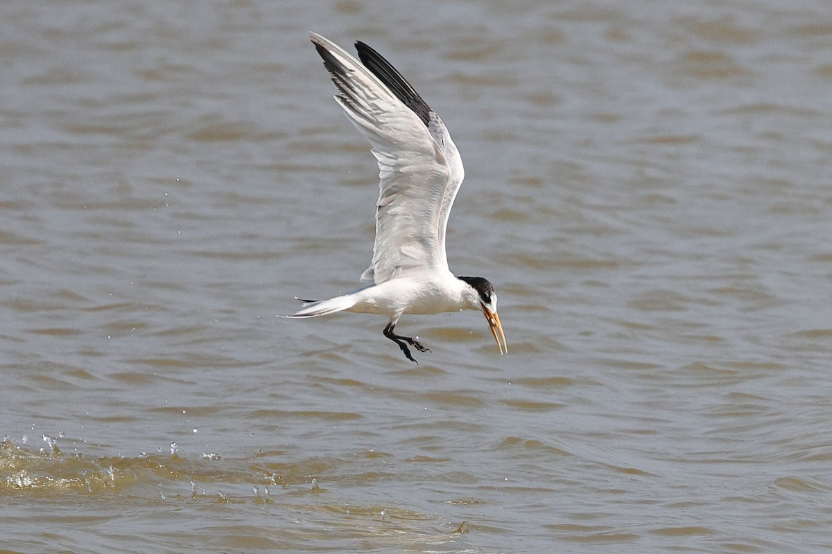 Elegant Tern - ML646083579