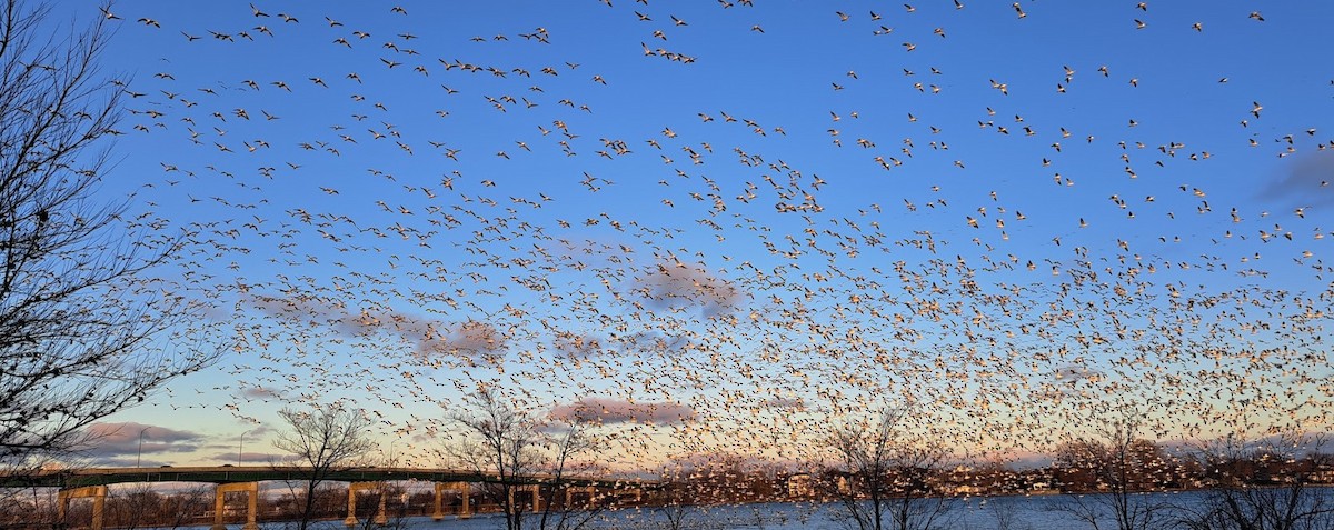 Snow Goose - ML646083580
