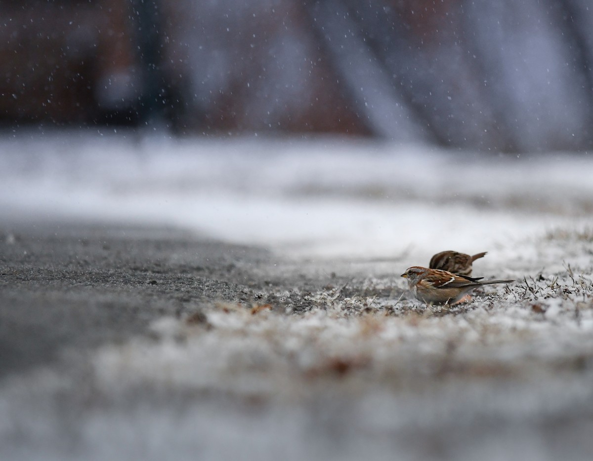 Пасовник північний - ML646083581