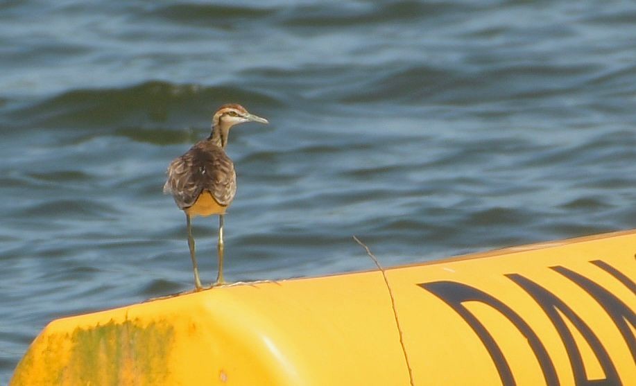 Sülün Kuyruklu Jakana - ML646083582