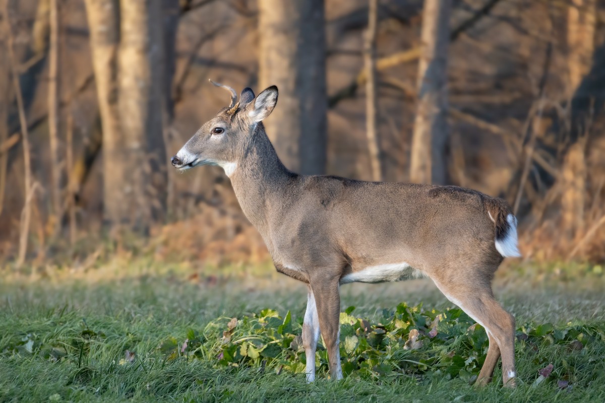 White-tailed Deer - ML646083586