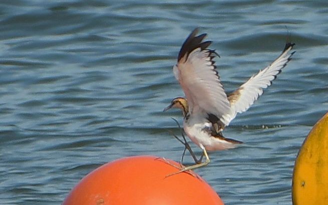 Sülün Kuyruklu Jakana - ML646083590