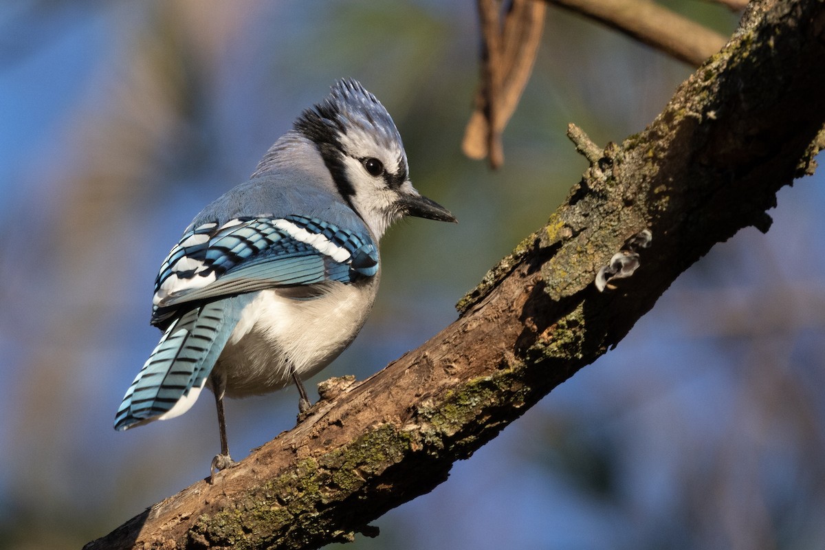 Сизойка блакитна - ML646083593