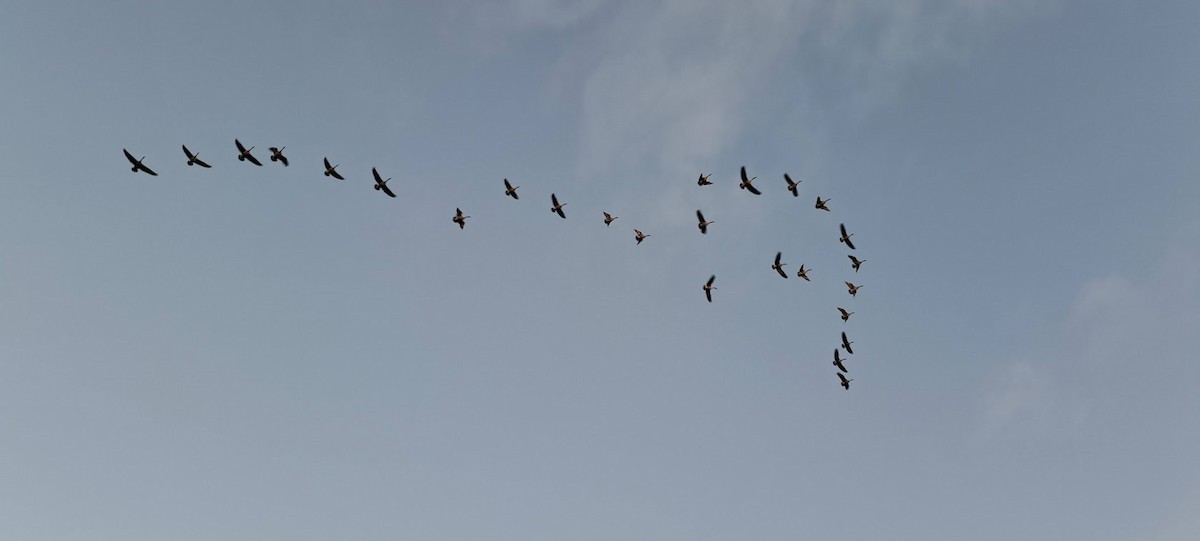 ברנטה קנדית - ML646083595