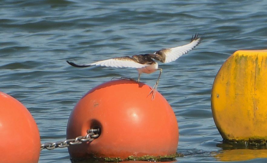 Sülün Kuyruklu Jakana - ML646083596