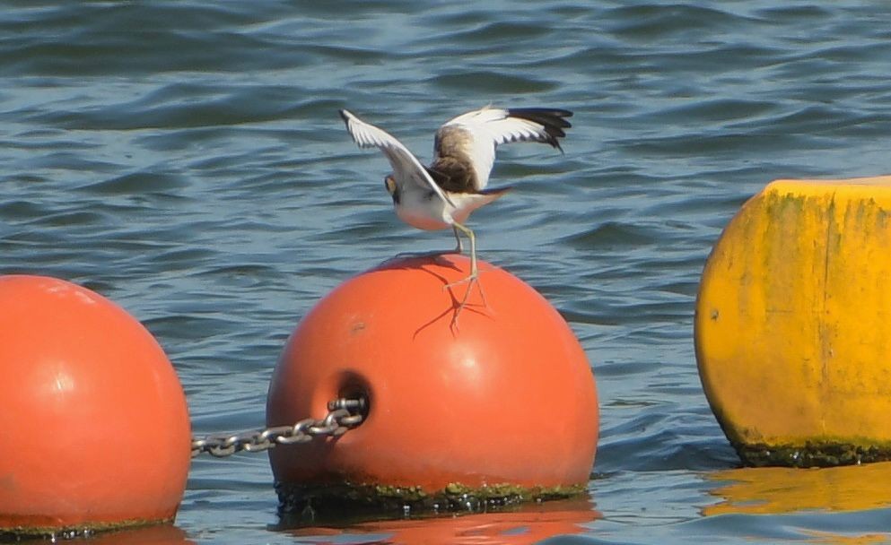 Sülün Kuyruklu Jakana - ML646083600