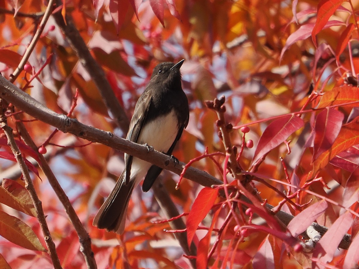 svartfibi - ML646083604