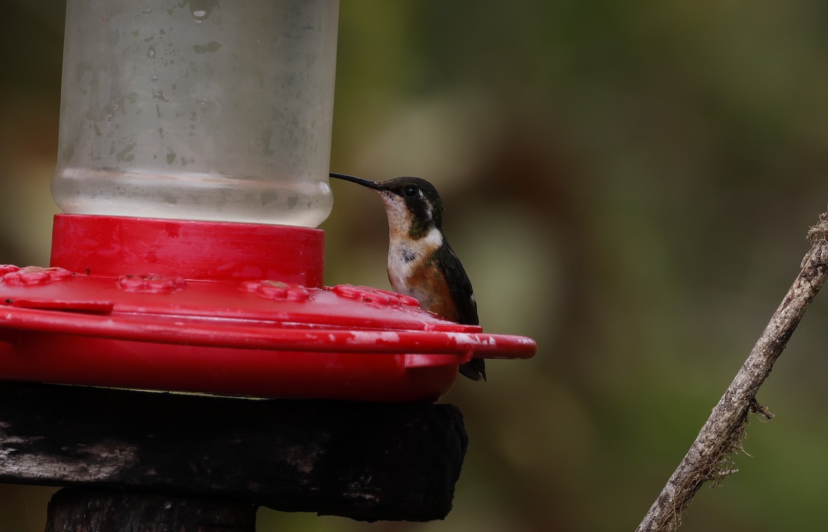 White-bellied Woodstar - ML646083605