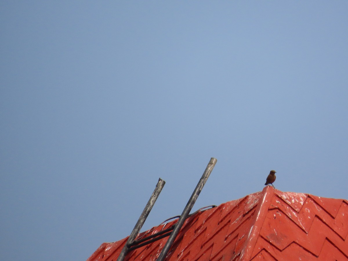 brunskvett - ML646083610