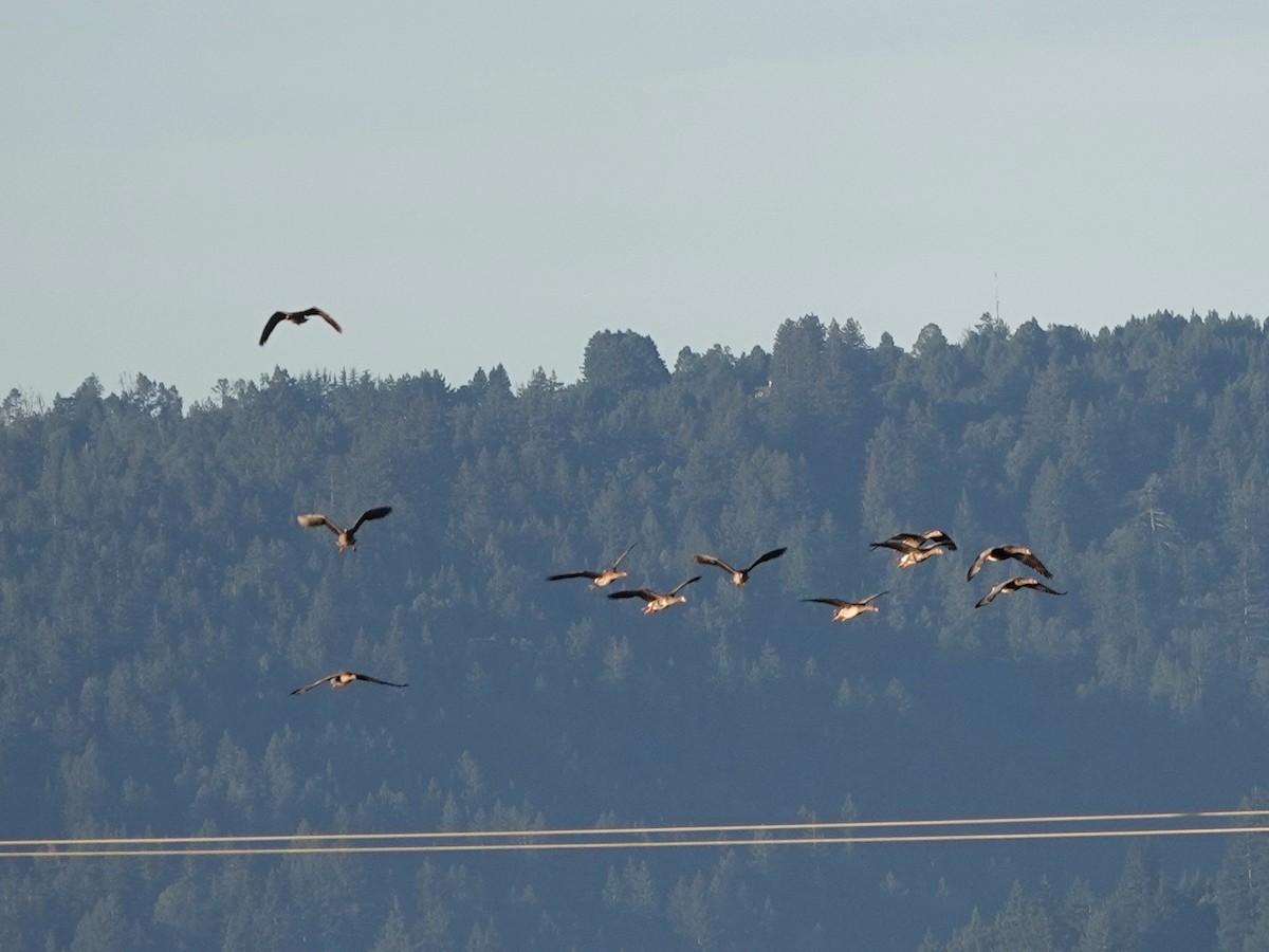 tundragås - ML646083611