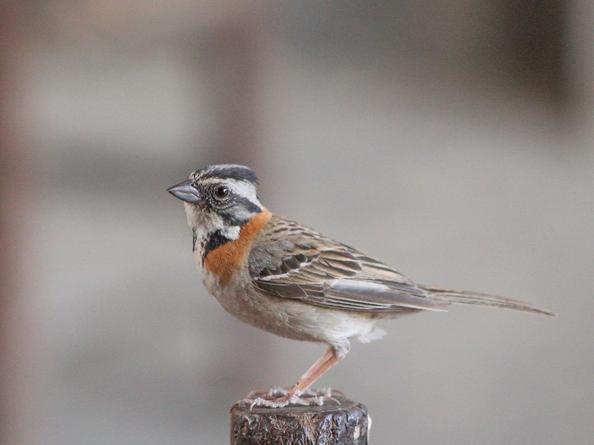 rustkragespurv - ML646083616