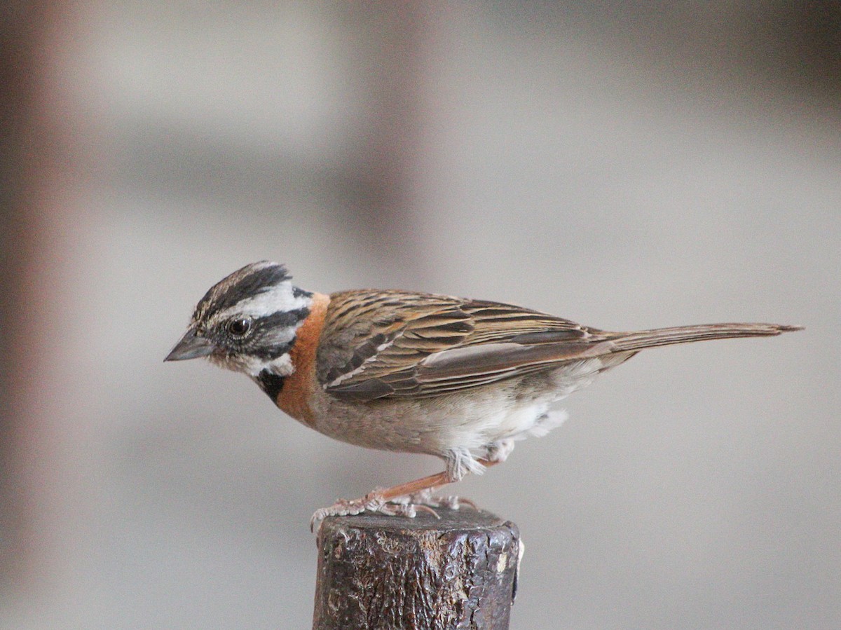 rustkragespurv - ML646083617