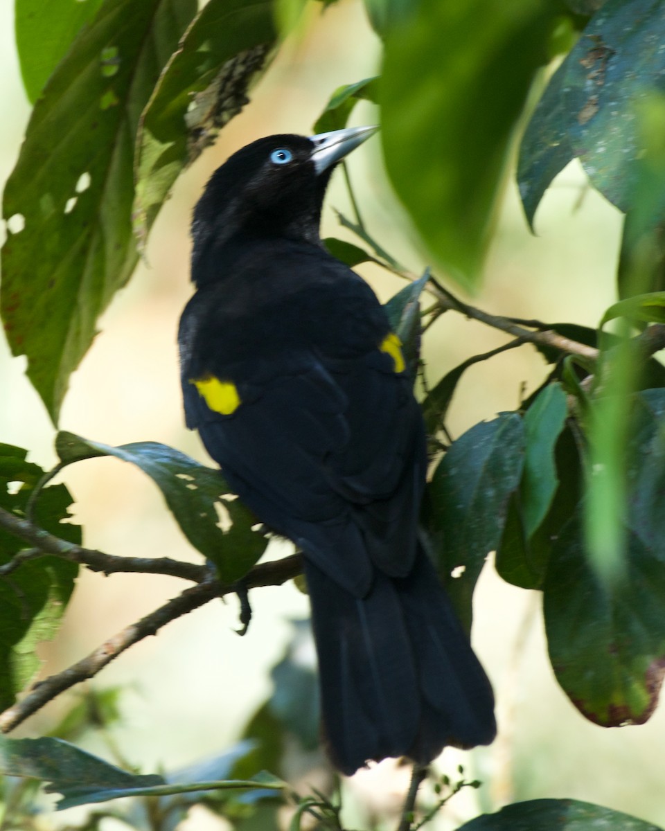 bergkasik - ML646083619