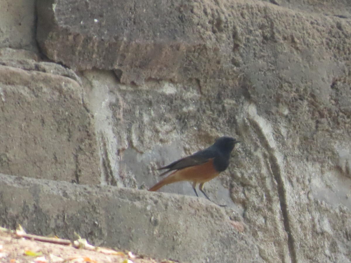 svartrødstjert - ML646083621