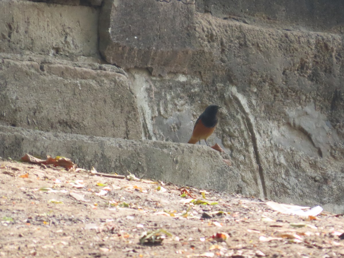 svartrødstjert - ML646083623