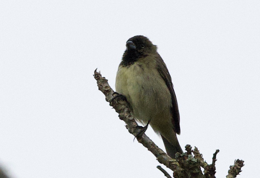 gulbukfrøeter - ML646083624