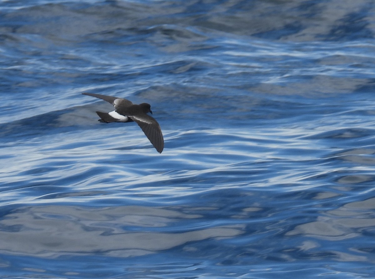 oseanstormsvale - ML646083625