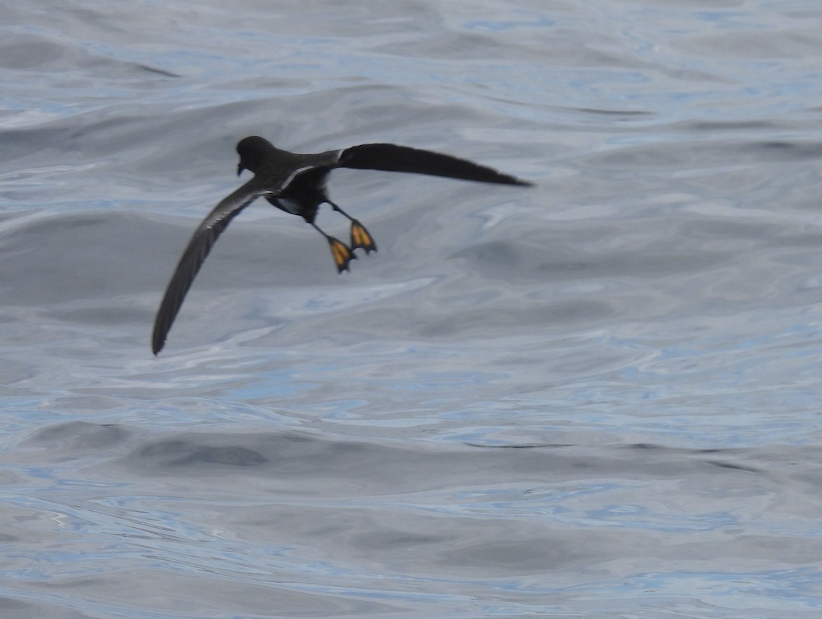 oseanstormsvale - ML646083627