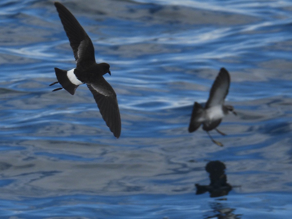 oseanstormsvale - ML646083628