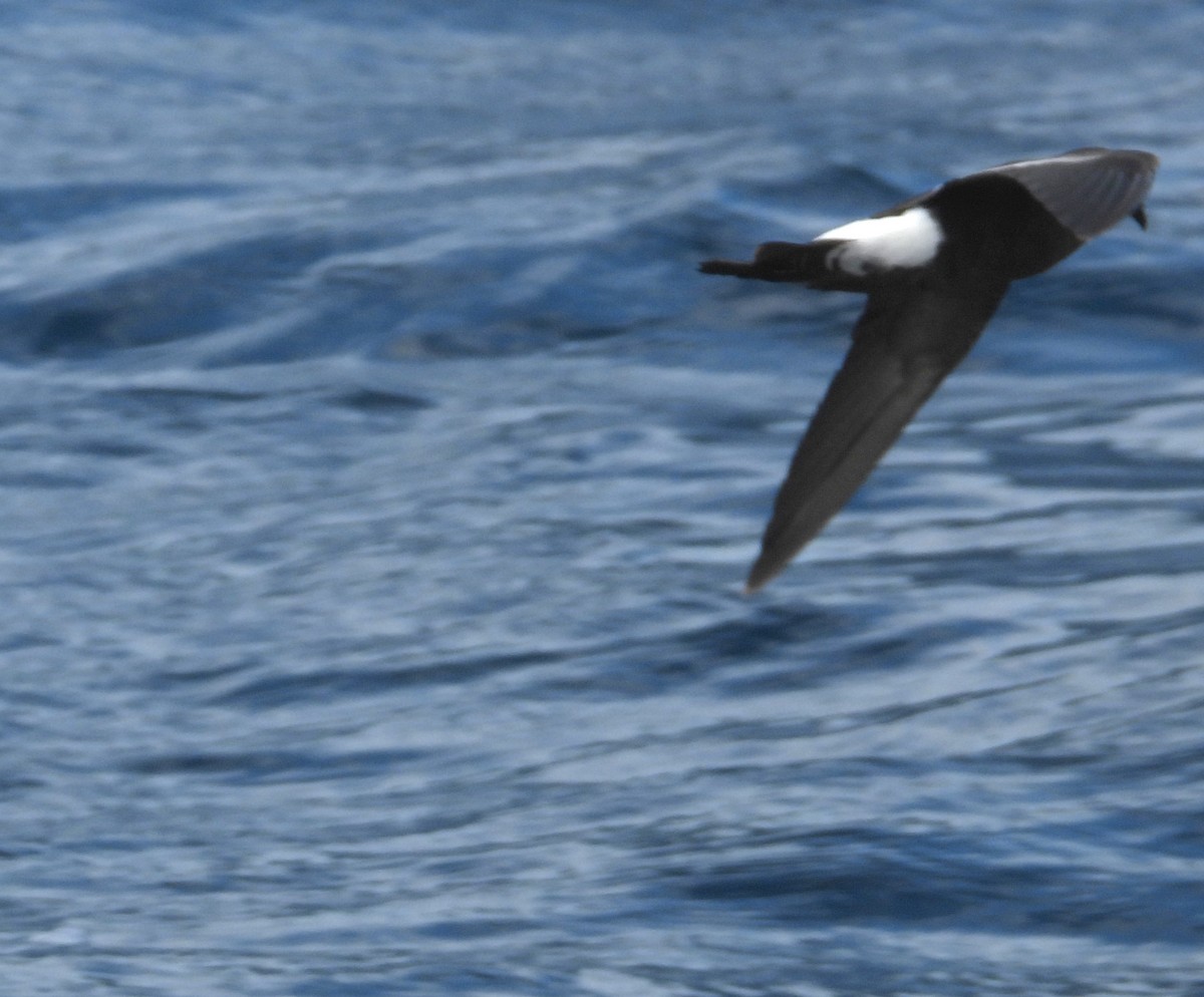 oseanstormsvale - ML646083630