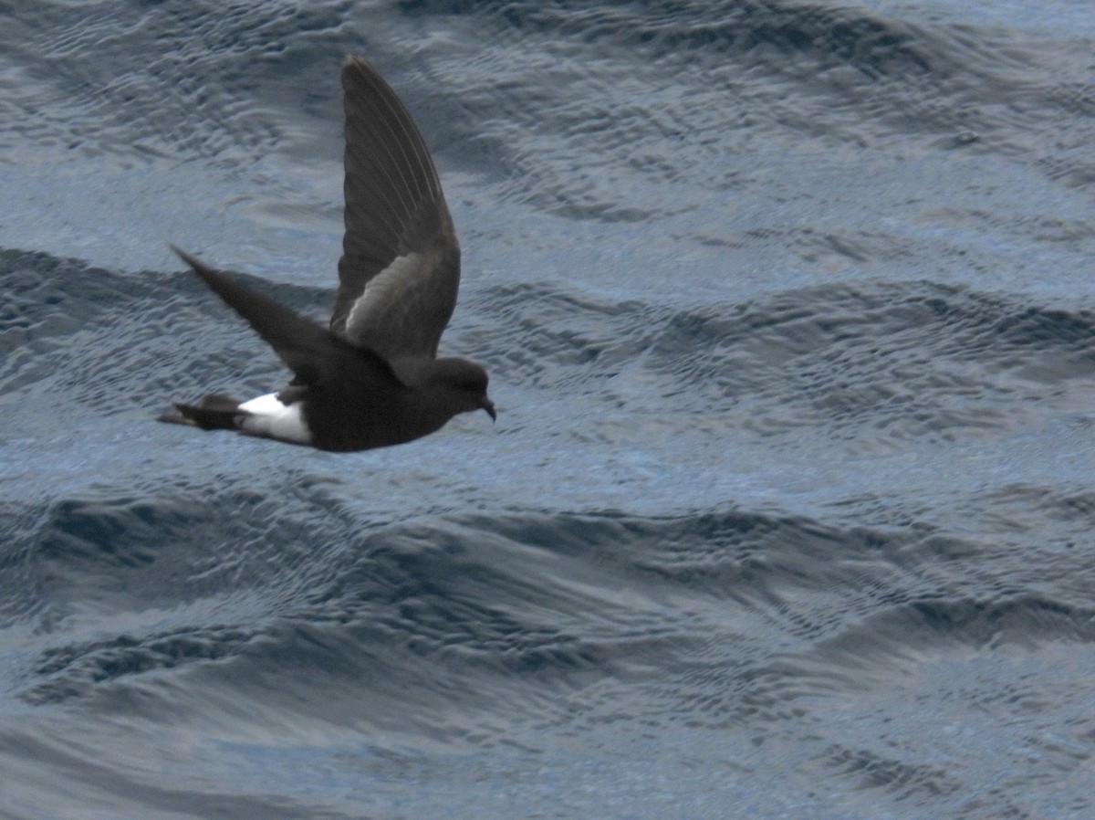 oseanstormsvale - ML646083632