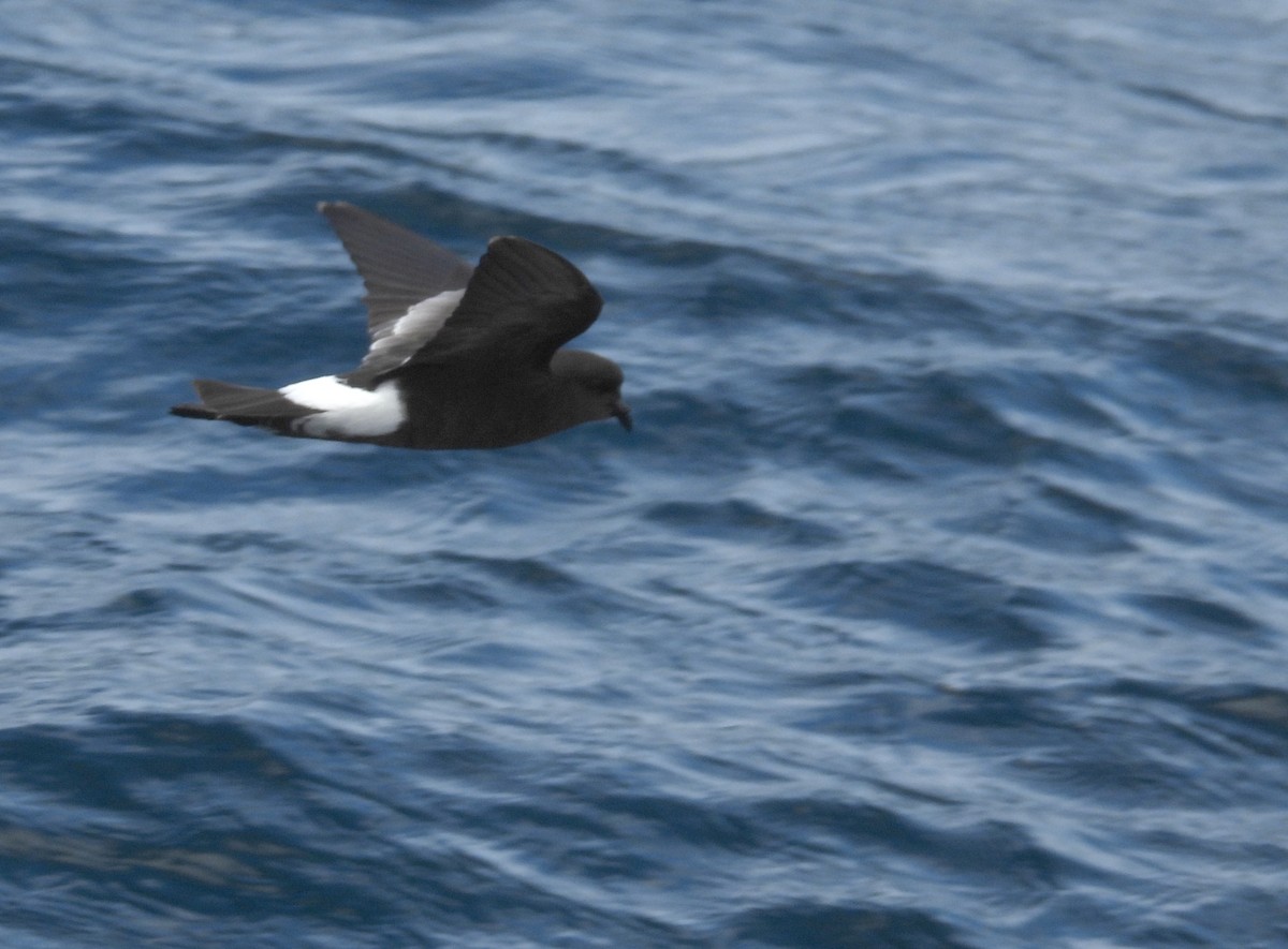 oseanstormsvale - ML646083633