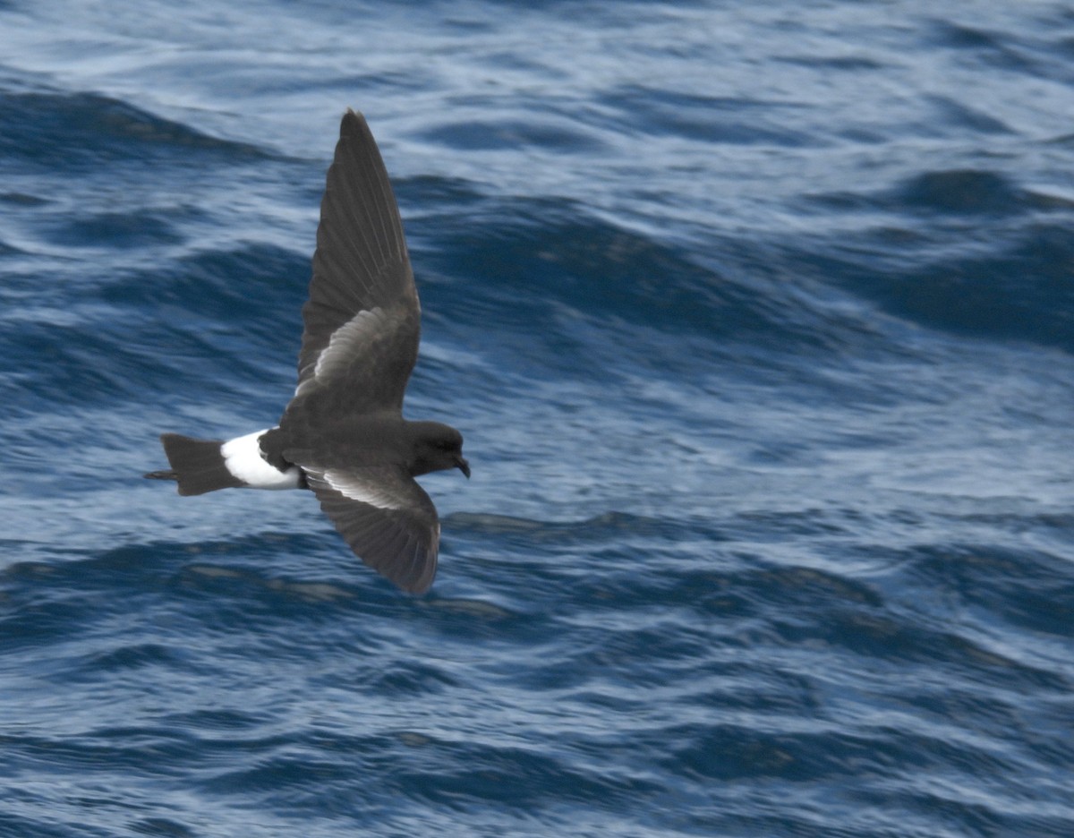 oseanstormsvale - ML646083634