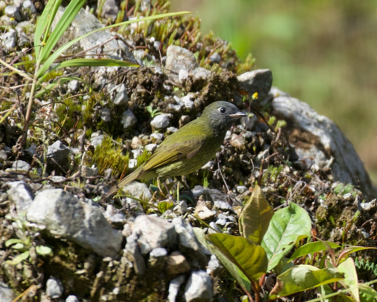 stripebrysttyrann - ML646083635