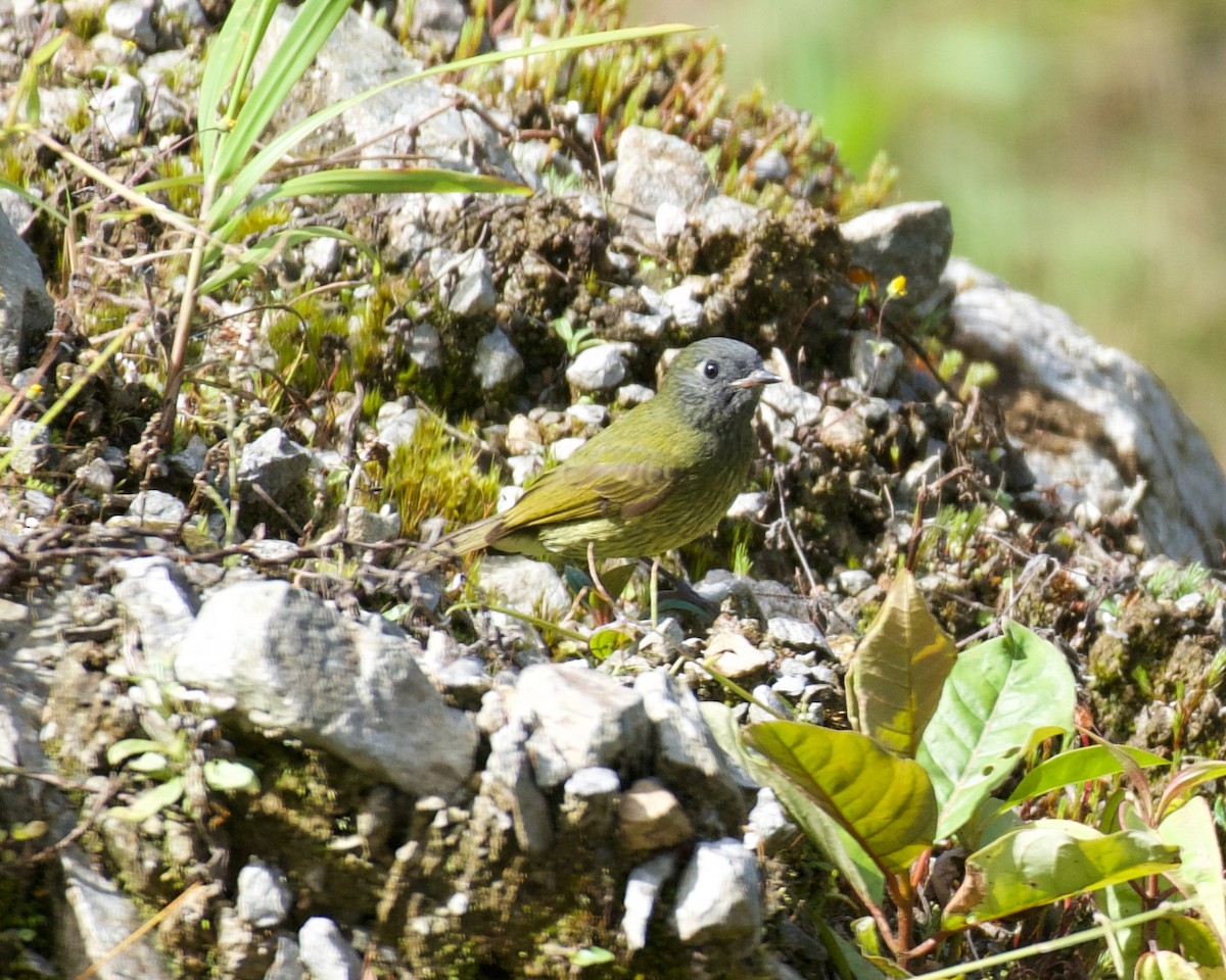 stripebrysttyrann - ML646083636