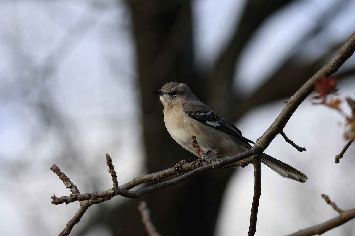 sangspottefugl - ML646083637