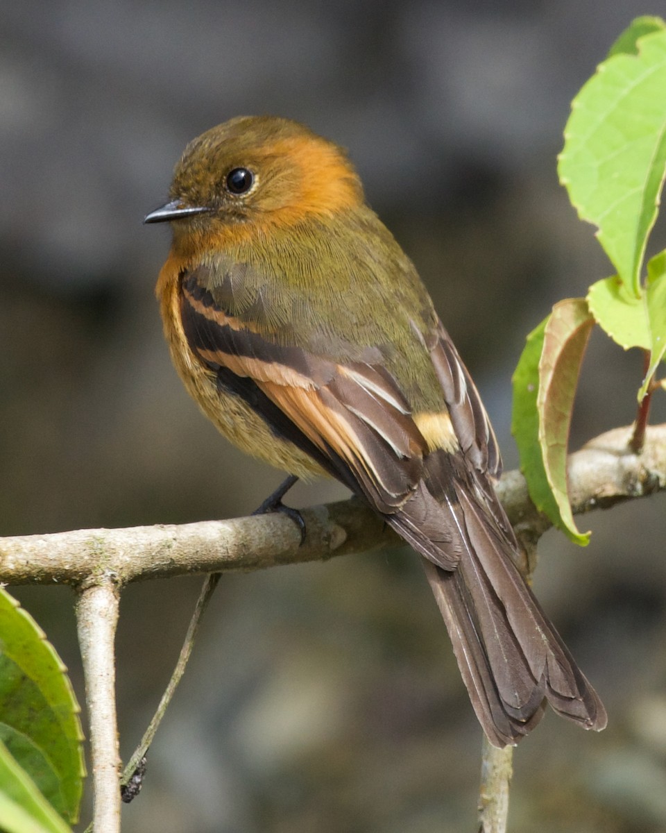 kaneltyrann - ML646083638